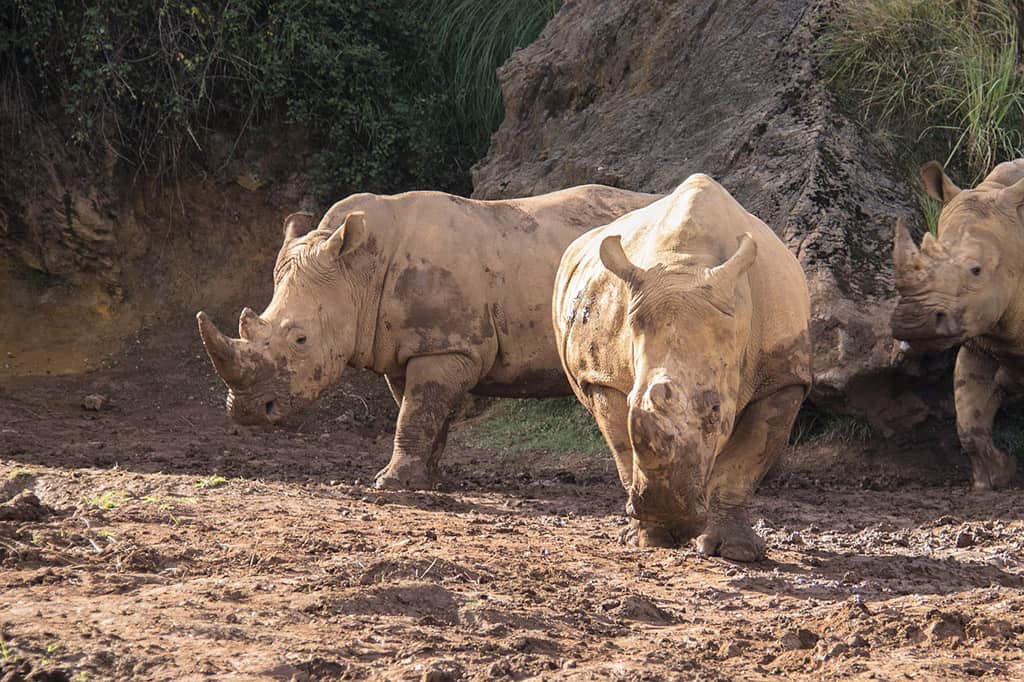 Cabárceno Nature Park