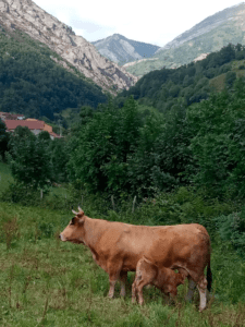 mucche asturiane