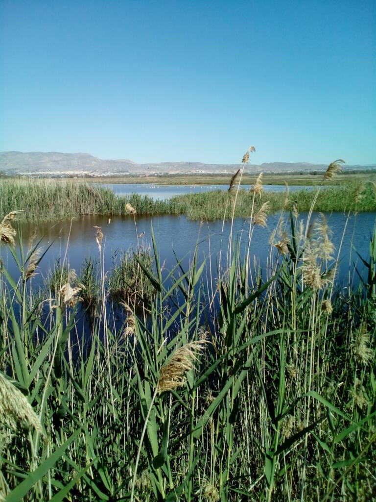 Lagoa na área de autocaravana de agroturismo El Hondo, Elche, Alicante