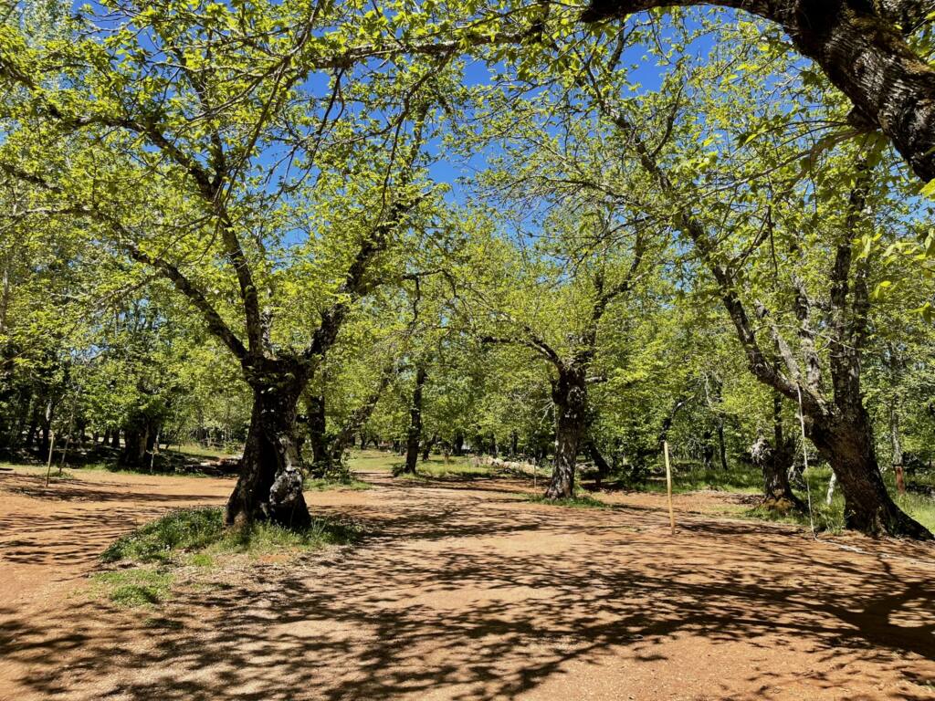 Área preparada para autocaravanas no Camping El Madroñal, Sierra de Aracena, Huelva