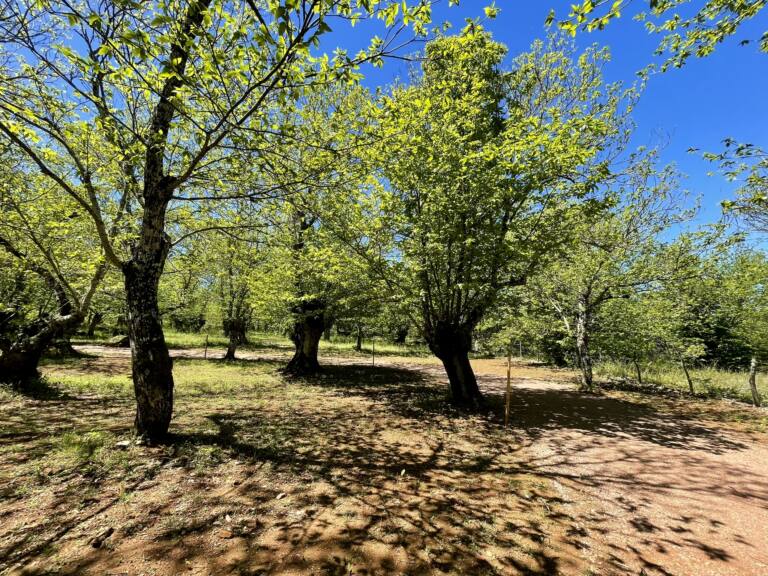 Espaço condicionado para autocaravanas no Camping El Madroñal, Sierra de Aracena, Huelva