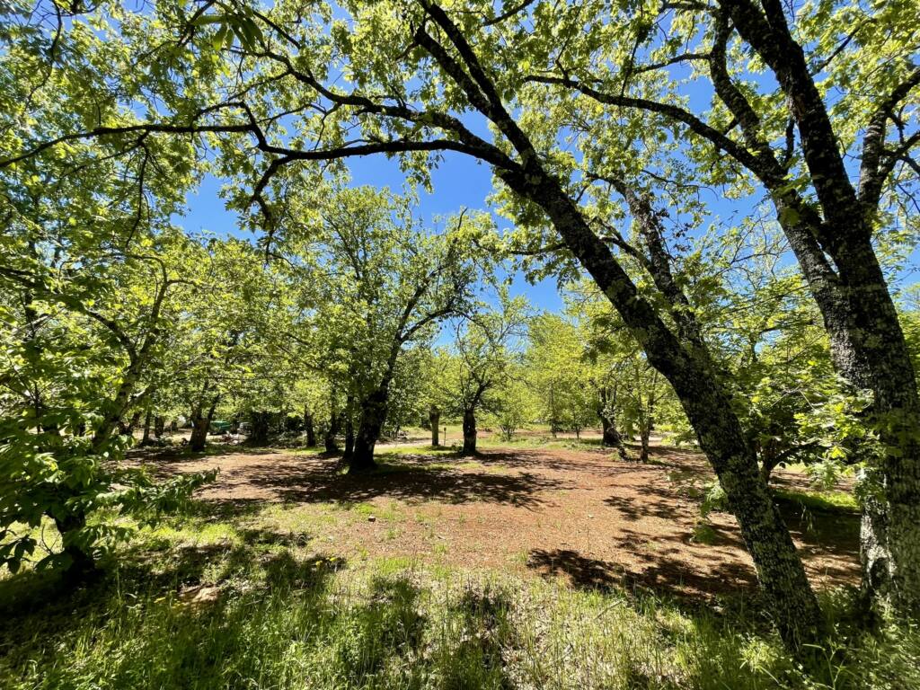Área de autocaravana no Camping El Madroñal, Sierra de Aracena, Huelva