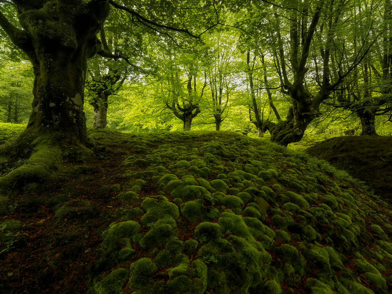 Excursion au parc naturel de Gorbea