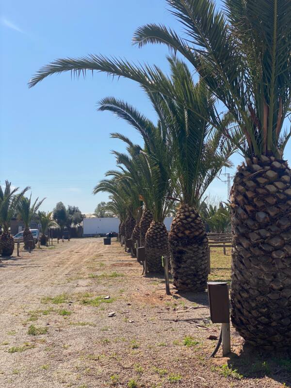 El Niño de Oro, Chipiona, Cádiz