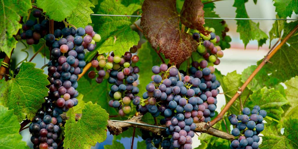 As áreas para autocaravanas amantes do vinho. Aqui você pode passar a noite para saborear estes cinco vinhos espanhóis com DO